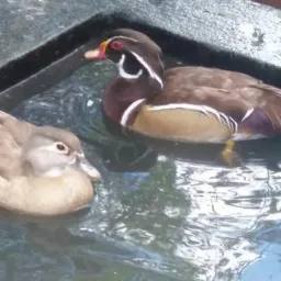 48⁰ sorteio Criadouro Rieger 1 casal de pato Carolina canela 🦆