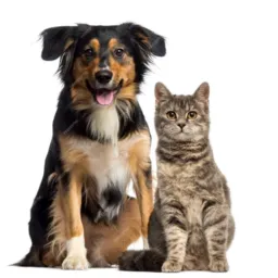 Grupo de doações de cachorros 🐕 e gatos 🐱