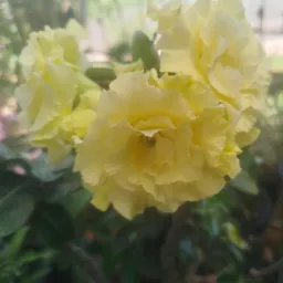 🌼Vendas de rosa do deserto 🌸