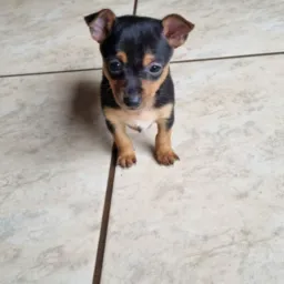 Venda de pinscher