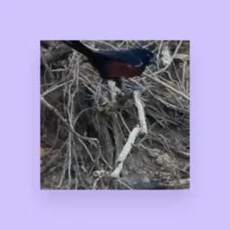 Novo grupo de venda e troca de curió