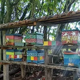 🐝 Meliponario pais e filhos 🐝