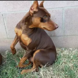 Pinscher miniatura chocolate e exótico