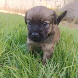 DOAÇÕES 🐕DE CÃOS E 🐾 GATOS 🐱VENDAS 🐾🐕DE SERINGUEIRA 🐾