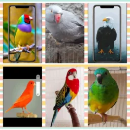 🦜🪱🦉GRUPO SÓ DE PÁSSAROS EXÓTICOS E QUALQUER TIPO DE BICHOS EXÓTICOS..ESTÁ PROIBIDO 🚫 🚫 SILVESTRES 🤜🏻🤛