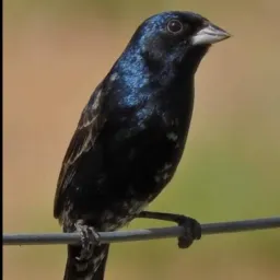 Joga pra rolo mesquita