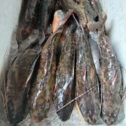Peixaria GSK