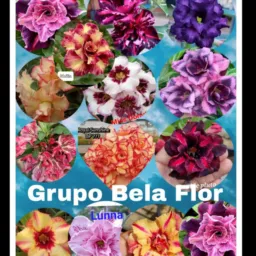 Vendas de Rds "Bela flor"