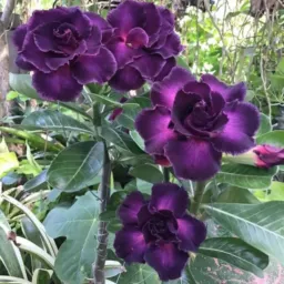 Tudo sobre plantas vendas e tudo mais relacionado a plantas