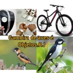 FEIRA DA GAMBIRA AVES X🔥 OBJETOS RJ