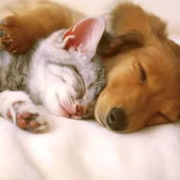 Doar e adotar animais! Senador canedo