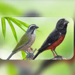 Só Passaros legalizados DDD31 🦜