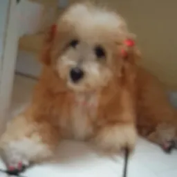 Liza rifas premiação🐕