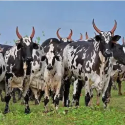 AGRO-NEGÓCIOS COMPRA E VENDA BURITIS E REGIÃO