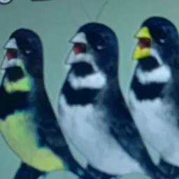 Os criadores de baiano e coleira
