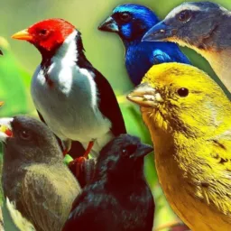Rolo Aves em Geral RJ 🐤🦅🐦