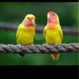 AGARPONIS,FORPUS E RED RUMPED BH E REGIÃO MG 🦜
