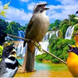 Pássaros Curitiba e região....