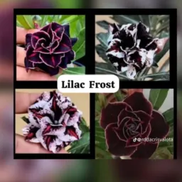RIFAS E VENDAS DE ROSA DO DESERTO