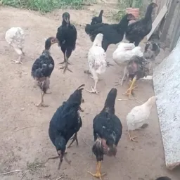 Só vendas de animas de Caruaru 🐔🐰🐄🐤🪿🐠