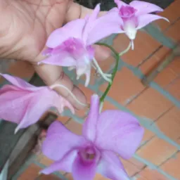 Cantinho das plantas somente Vendas de plantas 🌺🌷🌴🌻