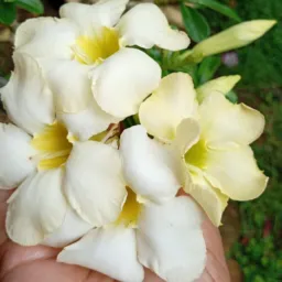 Paraiso das plantas José de Freitas 🌶️ 🌸🌱🪴
