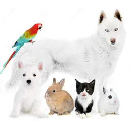 O melhor de vendas e trocas de animais está aqui bem-vindo criadores boas vendas a todos 🤠🤝🤠W