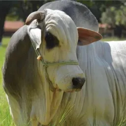 Venda de Gado em Caetité