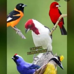 O rei dos COMÉRCIO 👑 grupo novo