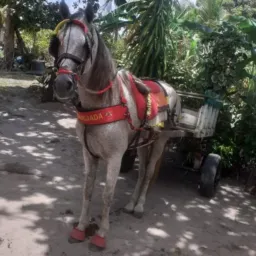 Ramo_sc🐎🇧🇷