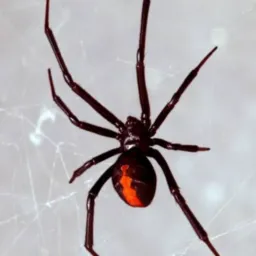 Tropa da aranha (OFC)🔥 divulgação liberada