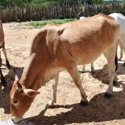 Rifa De uma novilha 🐂