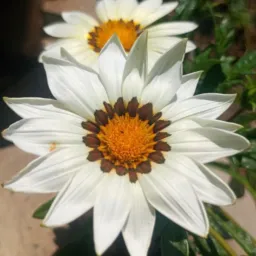 🌵Flor do soll 🍀