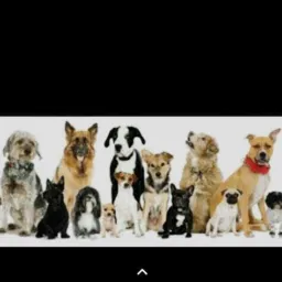 Cães e acessórios 🐶❤❤