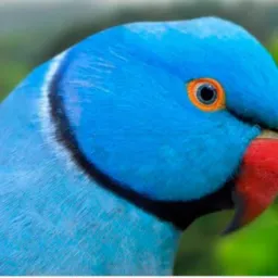 Aves silvestres e exóticas RJ