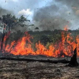 FORA DESTRUIDORES DO MEIO AMBIENTE !
