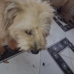 Resenha dos fracos😆