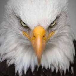 🦅 Curitiba🇧🇷Negócio 🦅
