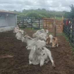 Feira de animais do rancho do tuba