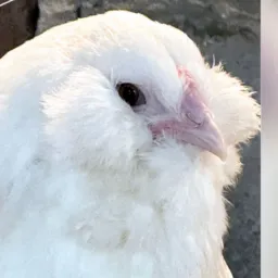GRUPO AMERAUCANA BRASIL 2