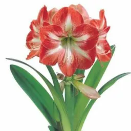 Bazar das plantas Ornamen