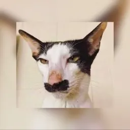 IMITAÇÃO DE GATO OFICIAL