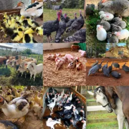 Compra e 🐷venda🦃 de animais 🦆ponta grossa🦚 e região 🦃🦢🐾🐶🐔