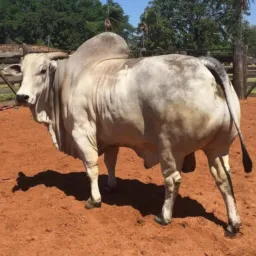 Grupo para Imitar Boi🐂