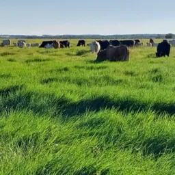 🇵🇾🚜🏜️compra e venda de terra e maquinários e otros itens tbm