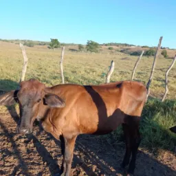 Sorteio de uma NOVILHA em prol da recuperação do Claudemir do Salomezinho