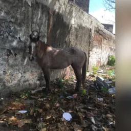 Trocas e vende de cavalo 🤠