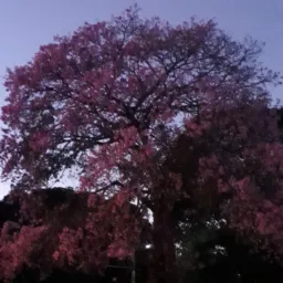 Bora divulgar vendas