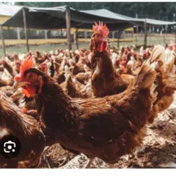 Vendas e Brik de bichos  🐓