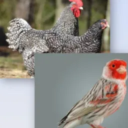 Grupo .Rinheiros belgas e outros pássaros menos silvestre.capão do leão jardim América